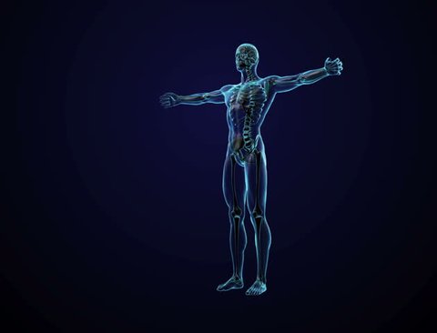 Human Anatomy Cg Animated の動画素材 ロイヤリティフリー Shutterstock Human Anatomy Cg Animated の動画素材 ロイヤリティフリー Shutterstock