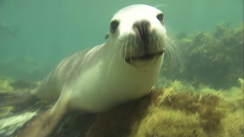 Australian Sea Lion swimming underwater