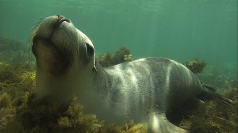 Australian Sea Lion on the ocean floor