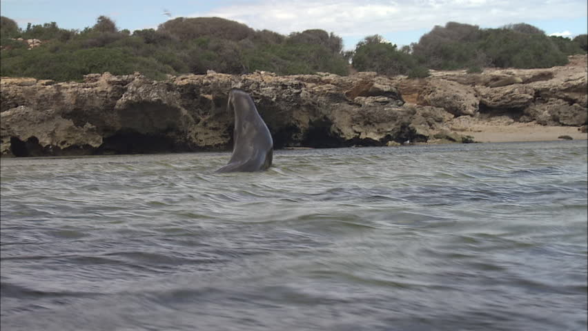 Great White Shark fin