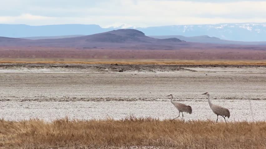Two Sandhill Cranes foraging in reeds during spring migration in Oregon with audio