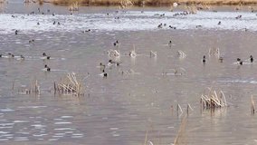 Pintail ducks on lake during spring migration with audio