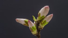 4k 25 fps macro time lapse video of an apricot tree flower growing and blossoming on a dark background/Apricot flower blossoming macro 4k time lapse