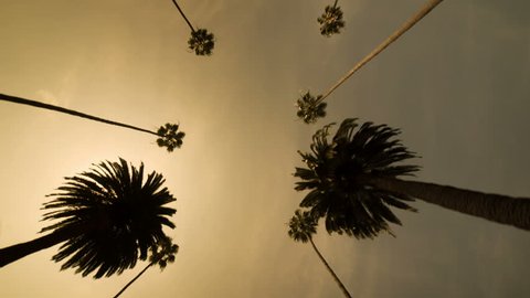 Palm Trees against Golden Sky - Driving underneath Palm Trees in Beverly Hills or Tropical Paradise - Silhouette of Coconut Trees