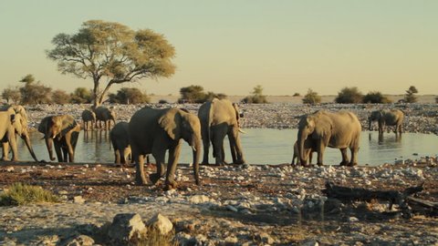 A herd of wild elephants gathers and drinks at a watering hole in Africa.