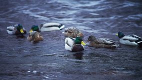 Flock of ducks hunting at Lososinka river surface with drifting ice, Karelia
