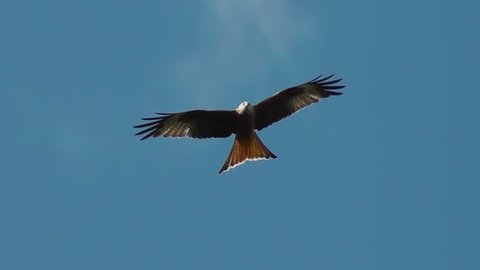 Slow motion: Red Kite soaring in blue sky twisting its forked tail