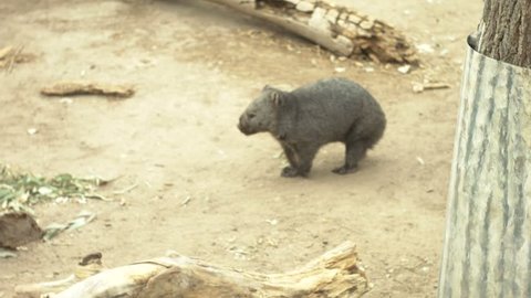 tasmanian wombat walking at albuquerque zoo