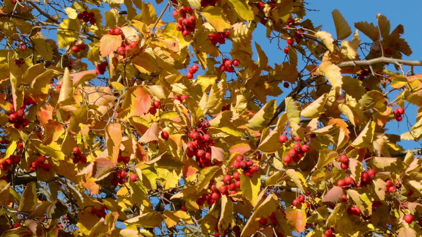 Hawthorn