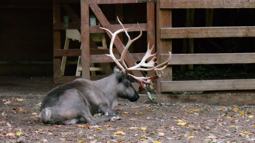 Sleepy reindeer in volary