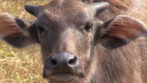 Close up of a young calf. Domestic Asian water buffalo (Bubalus bubalis). 

Order: Artiodactyla
Family: Bovidae
Subfamily: Bovinae
Tribe: Bovini
Genus: Bubalus
Species: B.bubalis