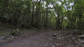 Camera flies over the footpath in a mountain forest. Lots of greenery, the sun shines through the treetops. Recently passed rain. Mountain Mangup, Crimea. Shoot on Gopro Hero 3. Full HD video.