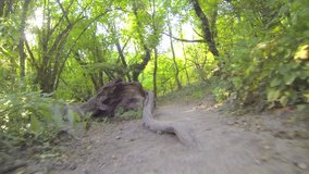 Camera flies over the footpath in a mountain forest. Lots of greenery, the sun shines through the treetops. Recently passed rain. Mountain Mangup, Crimea. Shoot on Gopro Hero 3. Full HD video.