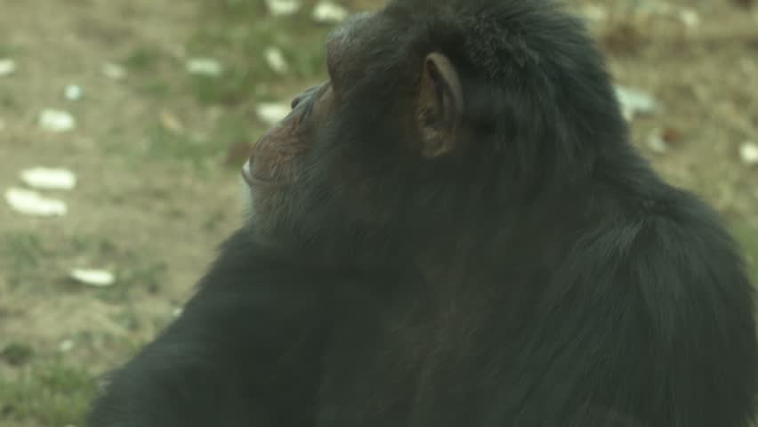 chimpanzee sitting looking around guilty like gets up and walks away.