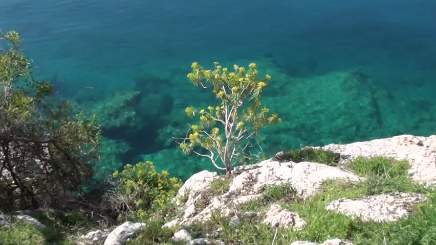 Milkwort near the sea, zoom in
