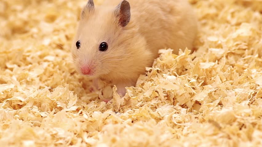 Golden Hamster Walking On Wood Stock 