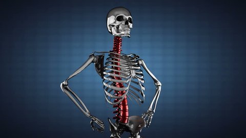 human skeleton model rotate