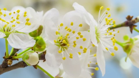 4k 25 fps macro time lapse video of a wild plum flower growing and blossoming on a blue background/Wild plum flower blooming macro timelapse