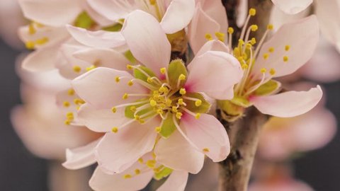 Apricot flower growing and blossoming on a dark background time lapse, 4k 25 fps time lapse video/Apricot flower blooming macro time lapse/Apricot time lapse