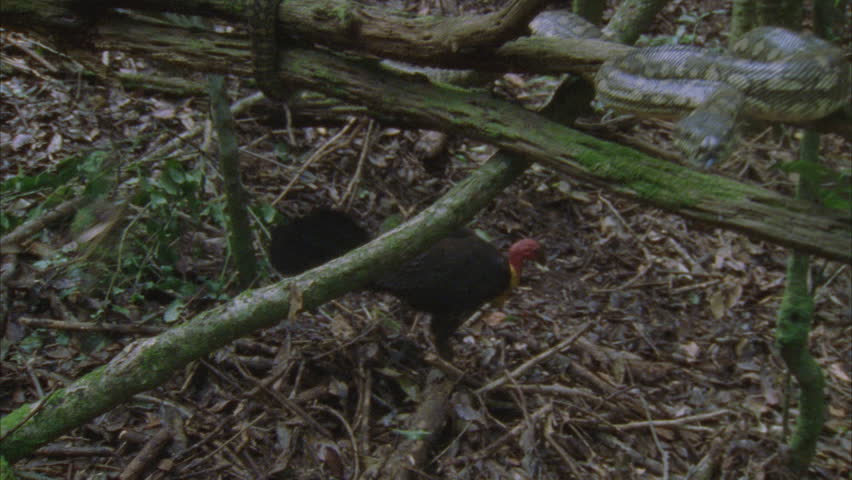 python coiled around tree trunk