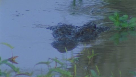 crocodile head emerges briefly from the reeds and cruises towards camera and then submerges *8