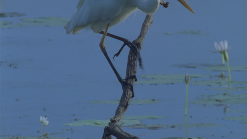 tilt up from egret feet perched on branch overhanging water looking for prey