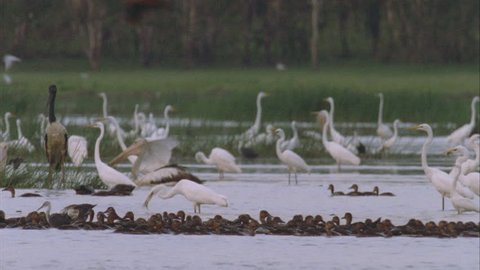 Mamakula billabong thick with pelican Jabiru Burdekin ducks and egrets feeding terns flying above pelicans