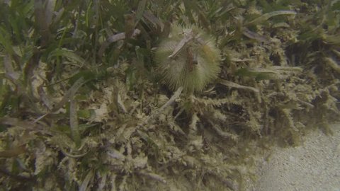 Sea Urchin close up Dominican Republic.