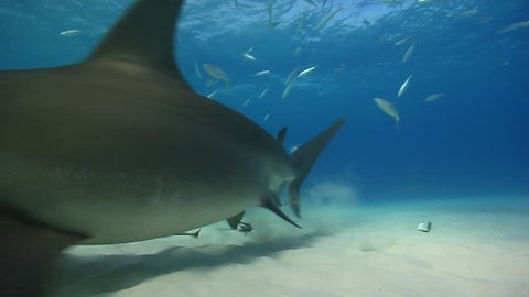 Great Hammerhead feeds in shallow water