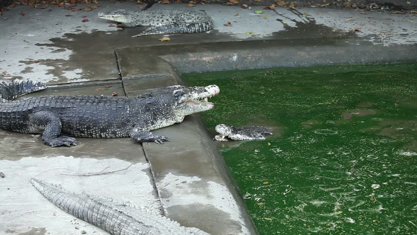 Wild Crocodile Fight Each Other Stock Footage Video (100% Royalty-free ...