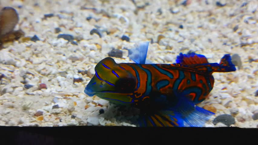 Fish in aquarium | Shutterstock HD Video #5882336