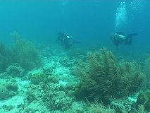 diver people underwater video 