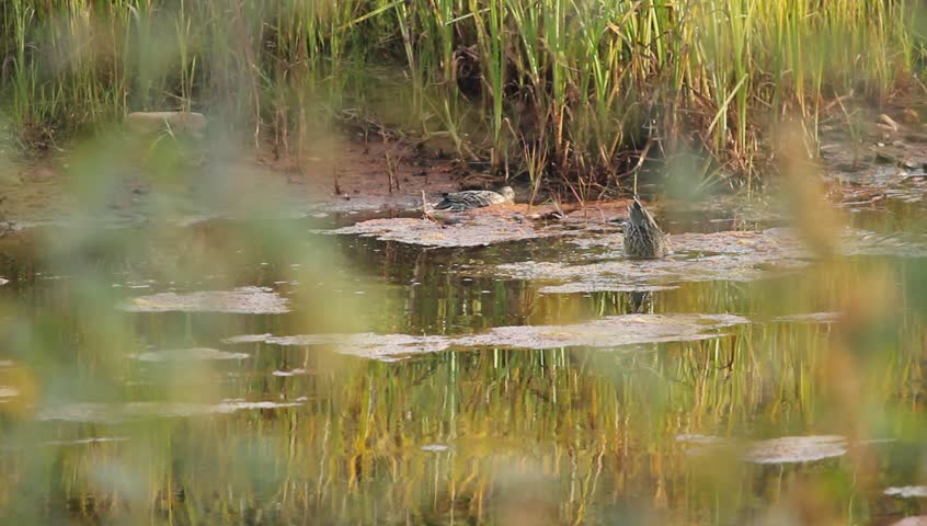 Water Ducks Trees River. Small group of ducks swimming and playing in small marsh area.