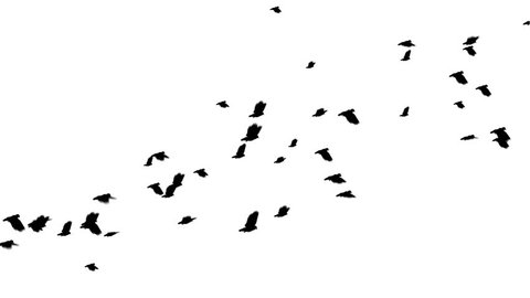 A large flock of pigeons flies from left to right. Seamless loop. Easy to silo/key over other footage or stills.