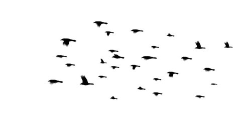 A large flock of crows flying forever. A seamless loop. Easy to silo/key over other footage or stills.