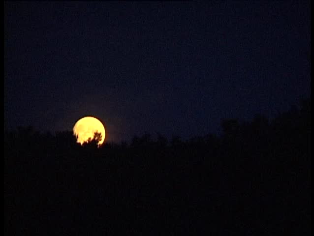 moonrise over the night forest