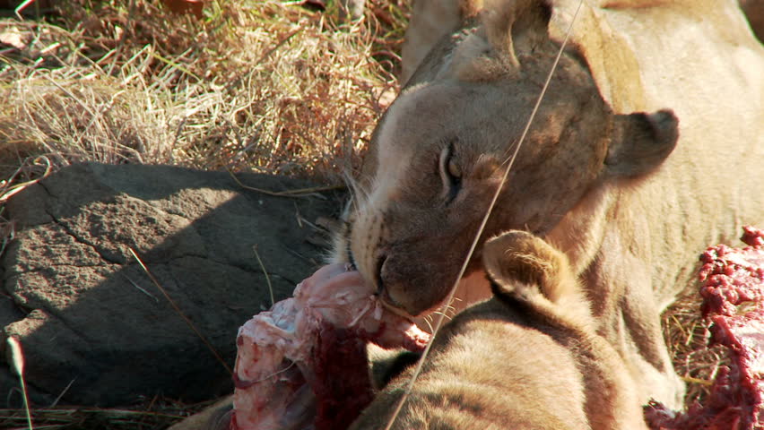 A lion licks and bites on a freshly killed wildebeest