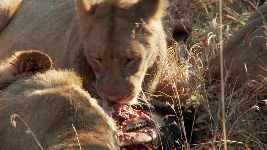 A lion licks and gnaws at a wildebeest skull before looking towards the left