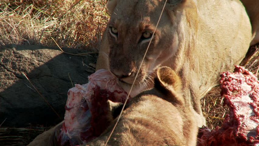 Pride of lions feeding on a fresh kill when they become threatened by an