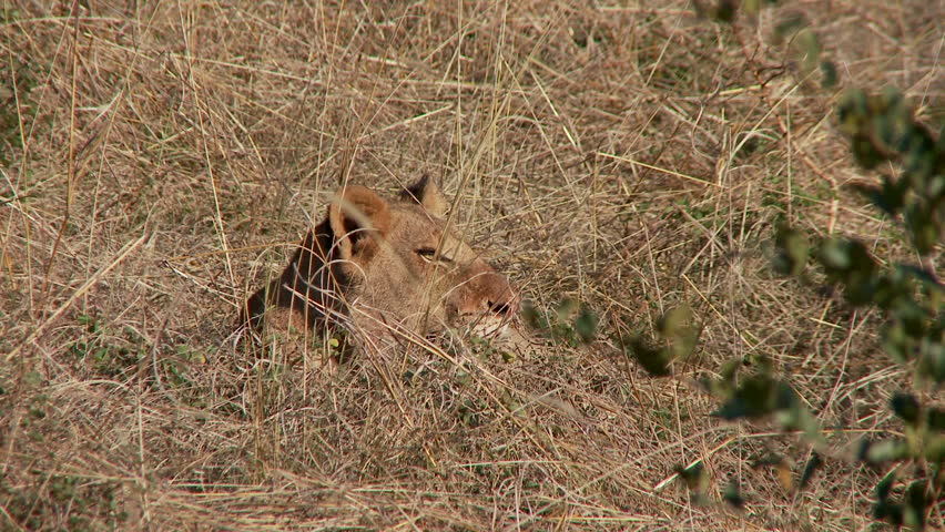 A lioness sits in the tall grass before getting up and moving towards a small