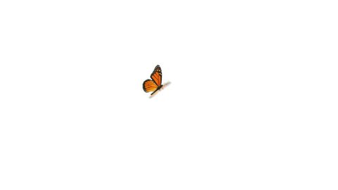 A single Monarch butterfly flies from left to right, lands for a couple of seconds in center screen and flies off to the right. Alpha matte included for easy silo over other footage or stills.