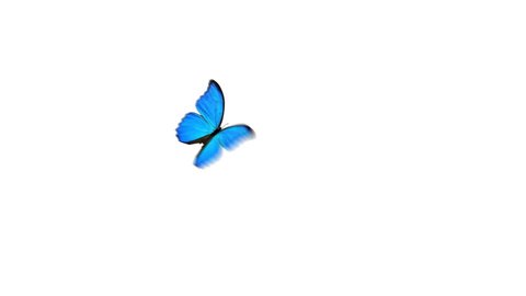 A single blue butterfly flies from left to right, lands for a couple of seconds in center screen and flies off to the right. Alpha matte included for easy silo/placement over other footage or stills.
