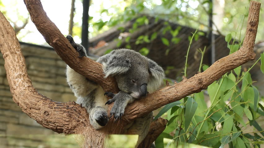 Koala Stock Footage Video (100% Royalty-free) 5894831 | Shutterstock