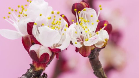 HD macro time lapse video of an apricot flower growing and blossoming on a pink background/Apricot flower blooming macro time lapse