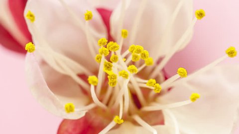 HD macro timelapse video of an apricot flower growing and blooming on a pink background/Apricot flower blossoming macro time lapse