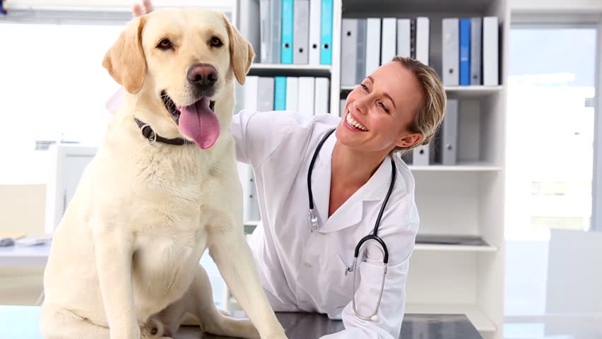 vet checking yellow labrador her office Stock Footage Video (100%  Royalty-free) 5899604 | Shutterstock