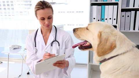 Vet checking a yellow labrador in her office