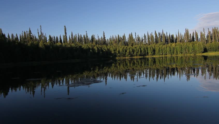 Alaska Trees River Forrest. Beautiful small lake surrounded by lush green Pine trees.