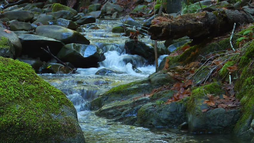 A peaceful babbling brook in the forest will bring inner peace to anyone lucky