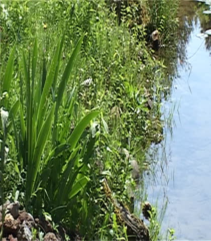 pond detail